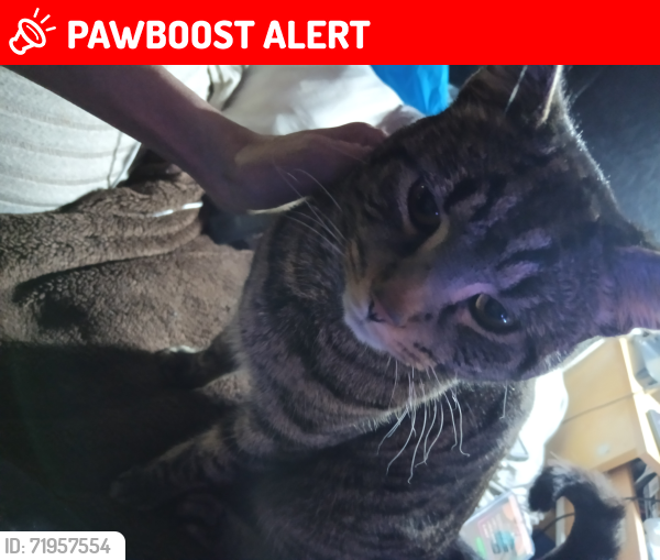 Lost Male Cat last seen Walford Road, Golden Hillock Road, Benton Road, Sparkbrook, England B11