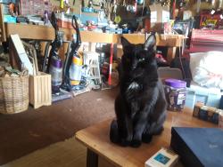 Lost Male Cat last seen Locust way, Lynnwood, WA 98036