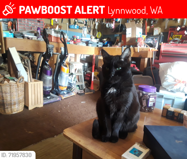 Lost Male Cat last seen Locust way, Lynnwood, WA 98036