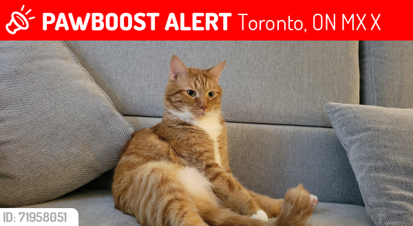 Lost Male Cat last seen Prince Edward and dundas, Etobicoke, Toronto, ON M8X 1X8