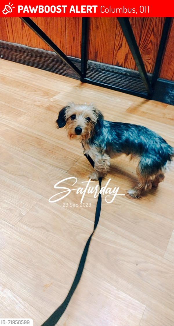 Lost Male Dog last seen Southfield , Columbus, OH 43207