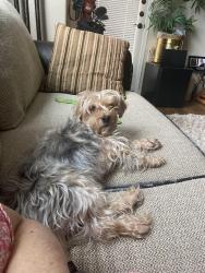 Lost Male Dog last seen Hawes & Broadway Solstice Olof Mesa apmts , Mesa, AZ 85208