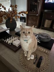 Lost Male Cat last seen Foxberry Road, near 71st high school, and Cedar Glen Drove, Fayetteville, NC 28314