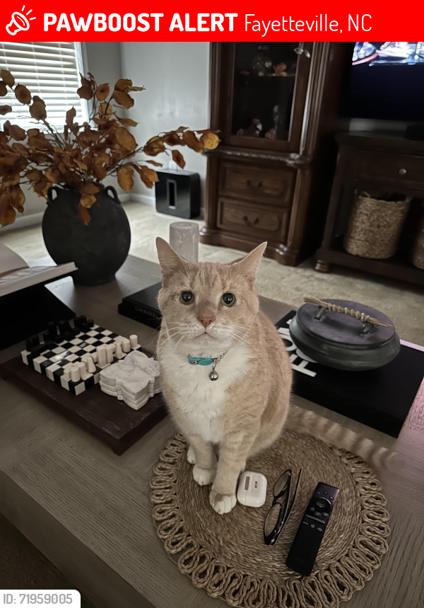 Lost Male Cat last seen Foxberry Road, near 71st high school, and Cedar Glen Drove, Fayetteville, NC 28314