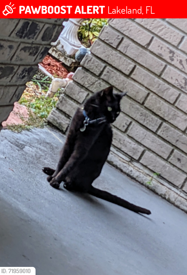 Lost Male Cat last seen Cul-de-sac on Lyn Mar Dr (33813), Lakeland, FL 33813