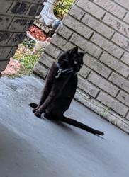 Lost Male Cat last seen Cul-de-sac on Lyn Mar Dr (33813), Lakeland, FL 33813