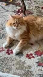 Lost Male Cat last seen Jade Forest Lane & Marquette Trail, Katy, TX 77494