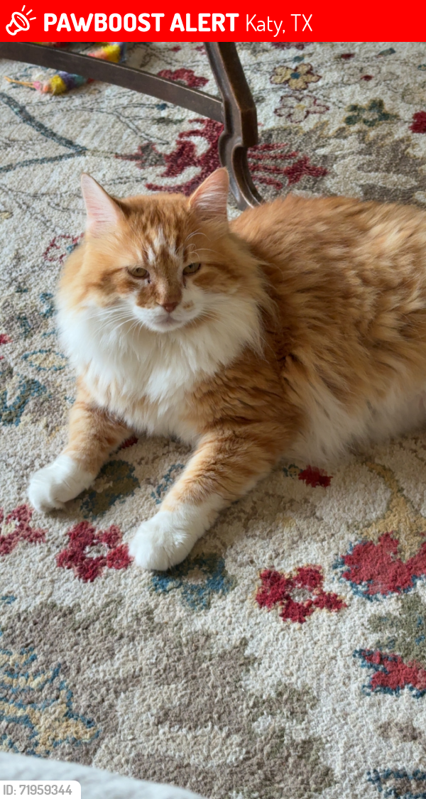 Lost Male Cat last seen Jade Forest Lane & Marquette Trail, Katy, TX 77494