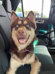 Lost Male Dog last seen Monument and Merrill, Jacksonville, FL 32225
