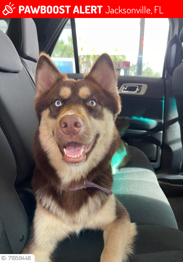 Lost Male Dog last seen Monument and Merrill, Jacksonville, FL 32225