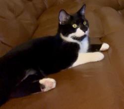 Lost Male Cat last seen Walkertown Road & Old Cove Road, Black Mountain, NC 28711