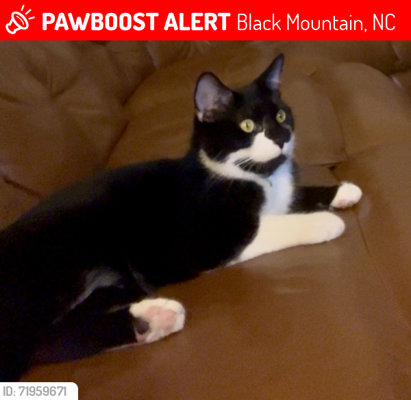 Lost Male Cat last seen Walkertown Road & Old Cove Road, Black Mountain, NC 28711