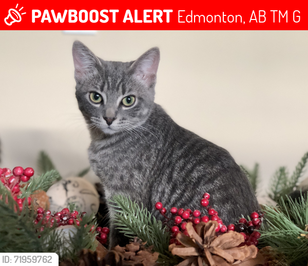 Lost Female Cat last seen The Hamptons 203 Street NW and 44 Avenue NW, Edmonton, AB T6H