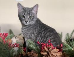 Lost Female Cat last seen The Hamptons 203 Street NW and 44 Avenue NW, Edmonton, AB T6H