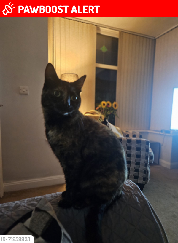 Lost Female Cat last seen Ennerdale Road, Leigh, Greater Manchester, England WN7
