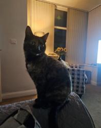 Lost Female Cat last seen Ennerdale Road, Leigh, Greater Manchester, England WN7