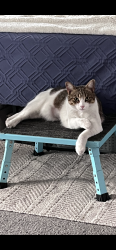 Lost Female Cat last seen Long Shores Drive, Barrington, NH, Barrington, NH 03825