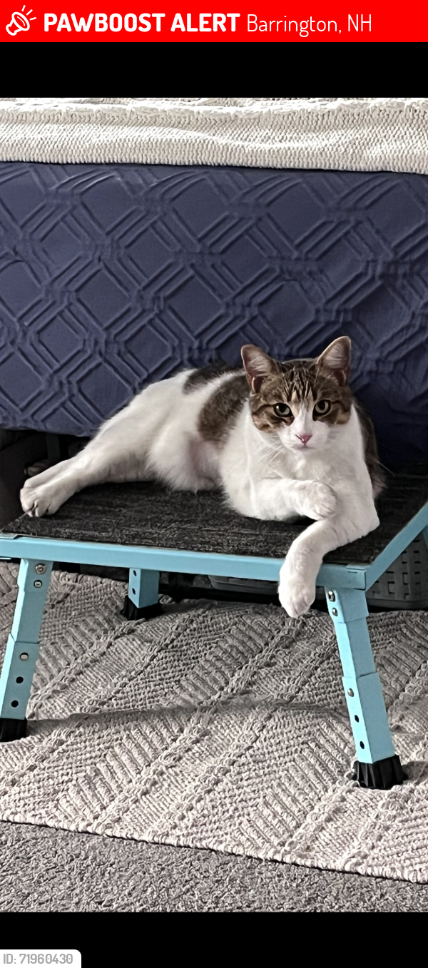 Lost Female Cat last seen Long Shores Drive, Barrington, NH, Barrington, NH 03825