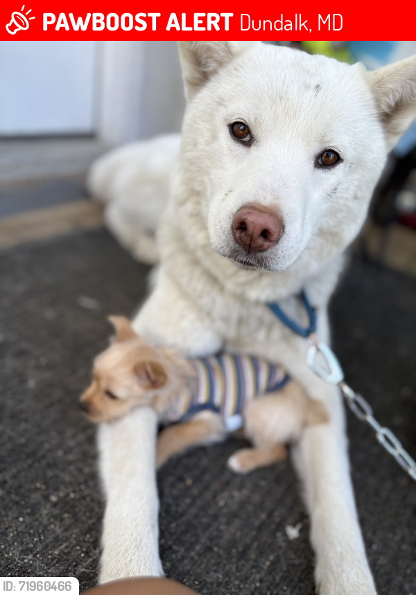 Lost Female Dog last seen Eastern ave, Dundalk, MD 21224