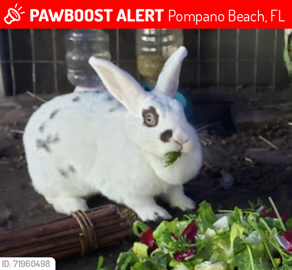 Lost Female Rabbit last seen Military trail and Green road , Pompano Beach, FL 33064