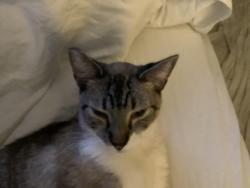Lost Male Cat last seen Encino Ave and Alta st Monrovia ca, Monrovia, CA 91016