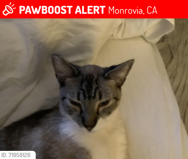 Lost Male Cat last seen Encino Ave and Alta st Monrovia ca, Monrovia, CA 91016
