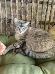 Lost Male Cat last seen Beach street intersection, Fort Worth, TX 76137