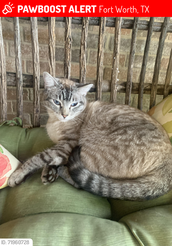 Lost Male Cat last seen Beach street intersection, Fort Worth, TX 76137