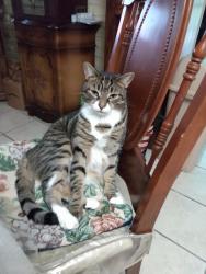 Lost Male Cat last seen East 12th Street and Avenue V, Brooklyn, NY 11229