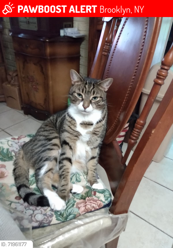 Lost Male Cat last seen East 12th Street and Avenue V, Brooklyn, NY 11229