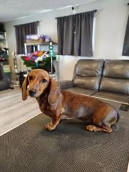 Lost Female Dog last seen Cobblestone drive & silverstone drive, Carpentersville, IL 60110
