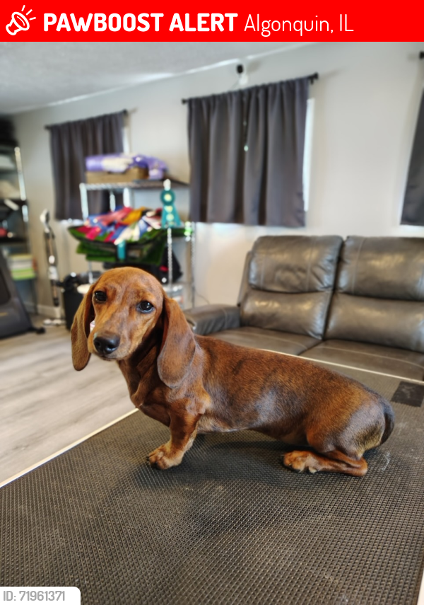 Lost Female Dog last seen Cobblestone drive & silverstone drive, Carpentersville, IL 60110