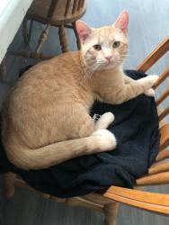 Lost Male Cat last seen Aberdeen and Andrews, Winnipeg, MB R2W 1V9