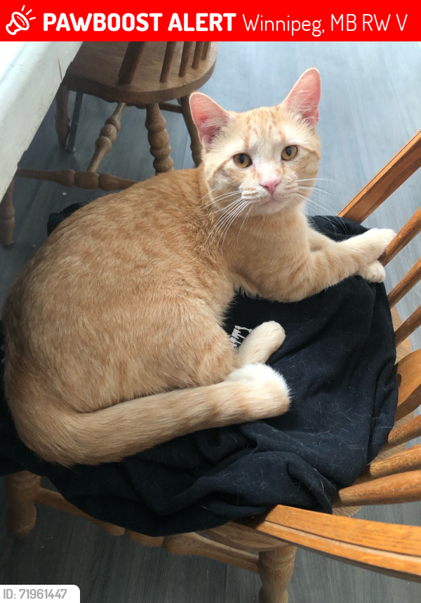 Lost Male Cat last seen Aberdeen and Andrews, Winnipeg, MB R2W 1V9