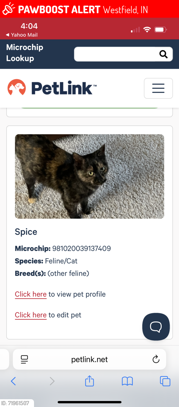 Lost Female Cat last seen 151st & Springmill/Ditch, Westfield, IN 46074