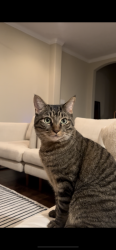 Lost Male Cat last seen Near Briarwick Dr, Austin, TX 78729