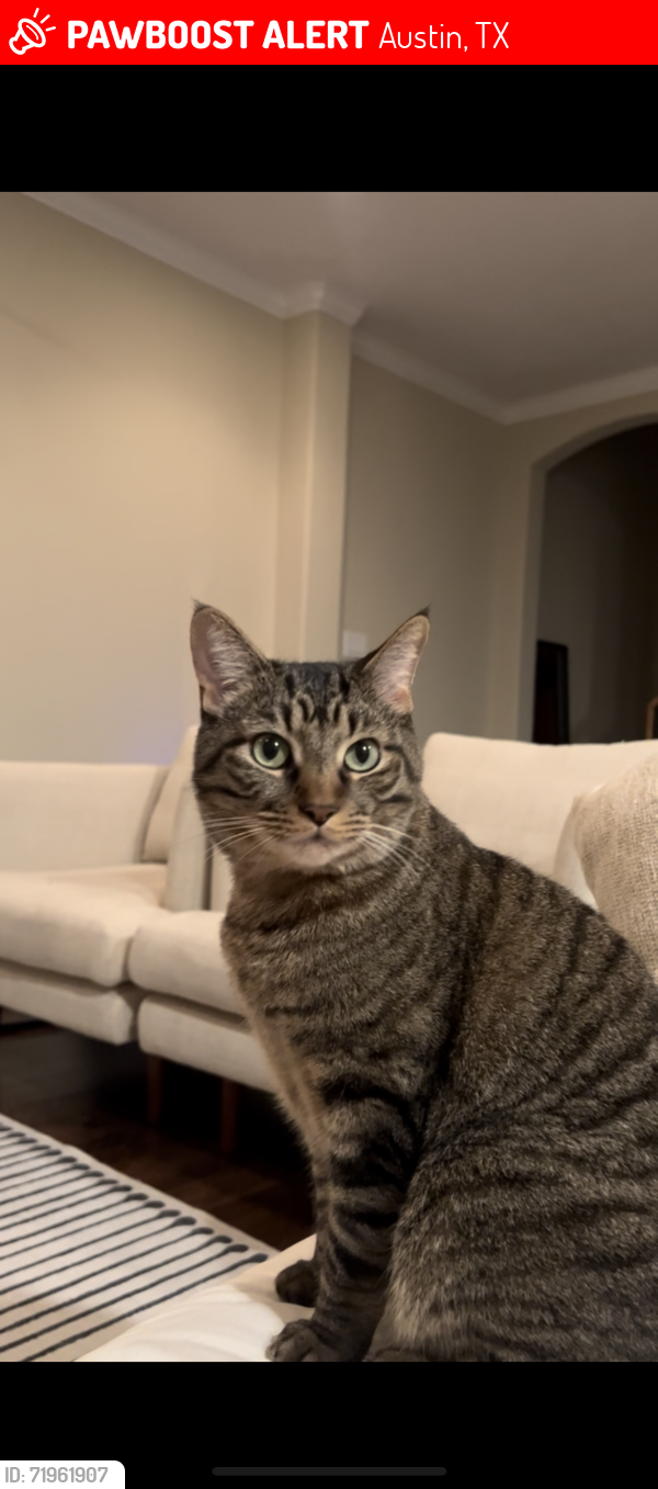 Lost Male Cat last seen Near Briarwick Dr, Austin, TX 78729
