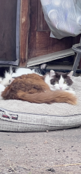 Lost Male Cat last seen Saritas Taco Shop, La Posta , Spring Valley, CA 91977