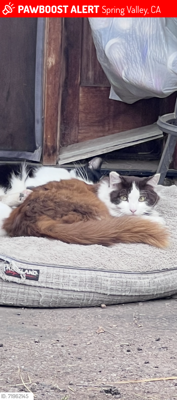 Lost Male Cat last seen Saritas Taco Shop, La Posta , Spring Valley, CA 91977