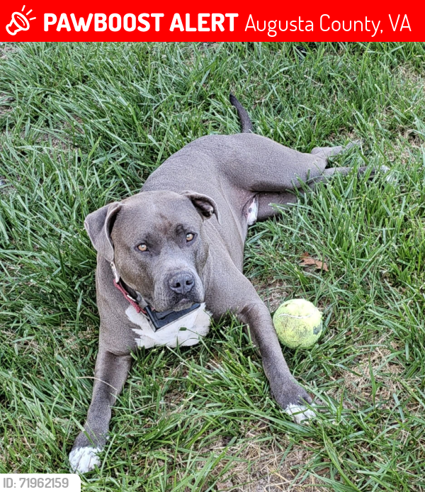 Lost Male Dog last seen US 11 Lofton Rd Raphine Va, Augusta County, VA 24440