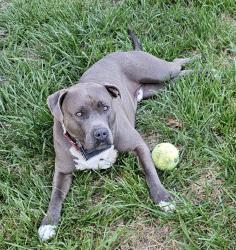 Lost Male Dog last seen US 11 Lofton Rd Raphine Va, Augusta County, VA 24440