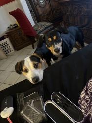 Lost Male Dog last seen Green valley, San Antonio, TX 78219