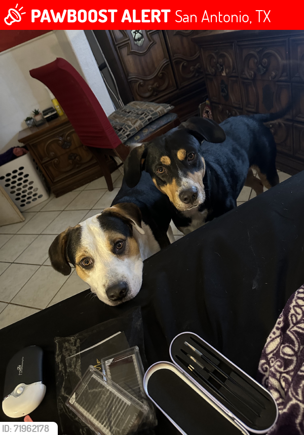 Lost Male Dog last seen Green valley, San Antonio, TX 78219