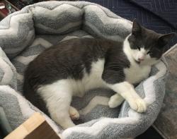 Lost Male Cat last seen Twin Lakes area, Burlington, NC 27215