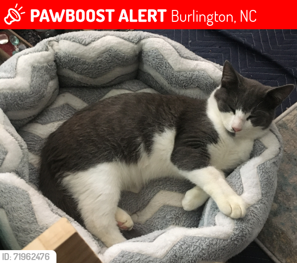 Lost Male Cat last seen Twin Lakes area, Burlington, NC 27215