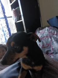 Lost Male Dog last seen We just let him go out to do restroom, Harlingen, TX 78550