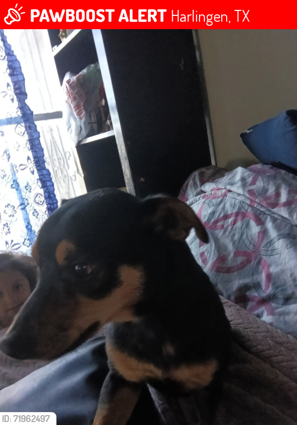 Lost Male Dog last seen We just let him go out to do restroom, Harlingen, TX 78550