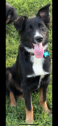 Lost Male Dog last seen Between VFW & Jerry's Custard , Lower Burrell, PA 15068
