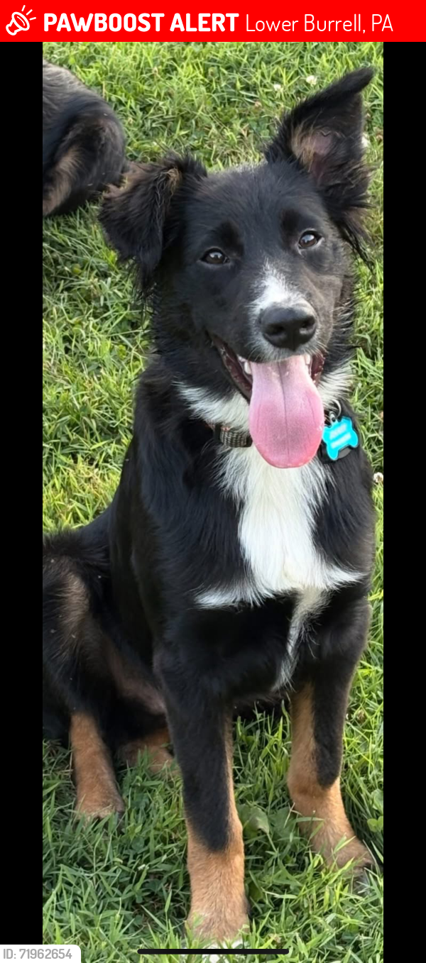 Lost Male Dog last seen Between VFW & Jerry's Custard , Lower Burrell, PA 15068