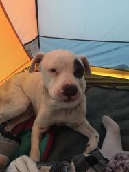 Lost Male Dog last seen Karchners Caverns, Benson, AZ 85602